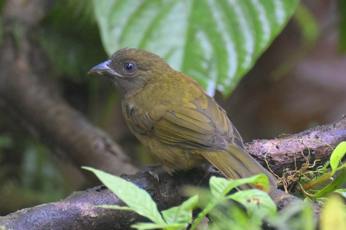 Ochre-breasted Tanager - ML616868435