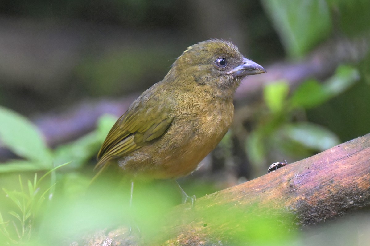 Ochre-breasted Tanager - ML616868436