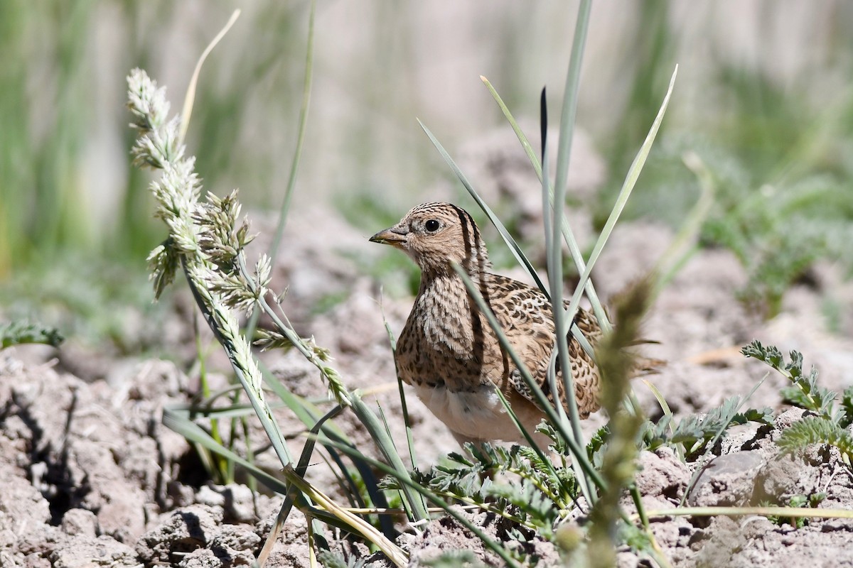 Gray-breasted Seedsnipe - ML616868525