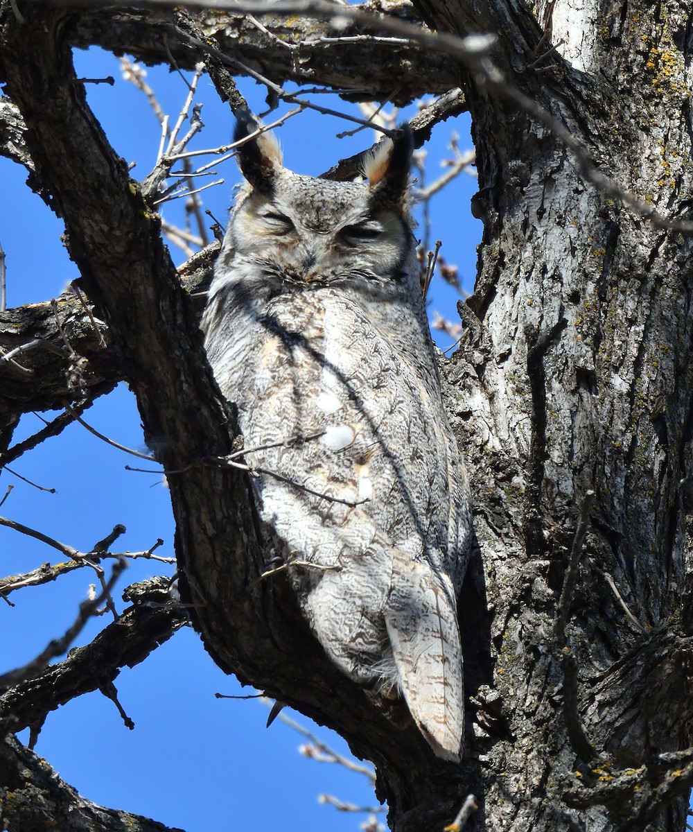 Great Horned Owl - ML616868572