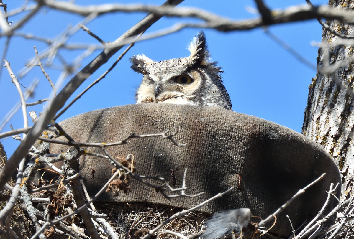 Great Horned Owl - ML616868573