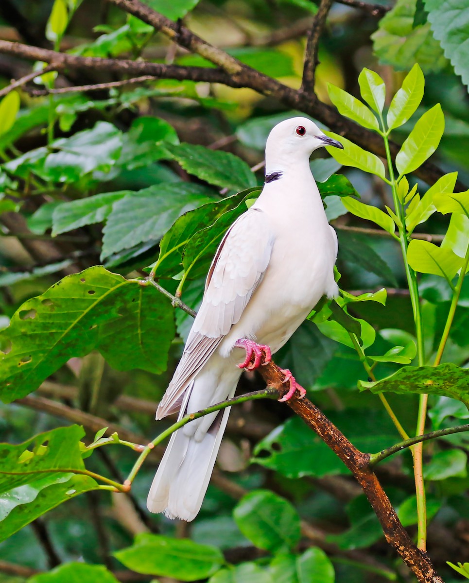 African Collared-Dove - olivia graves