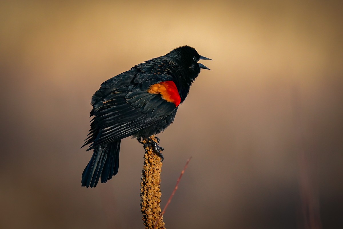 Red-winged Blackbird - Laura Sheets