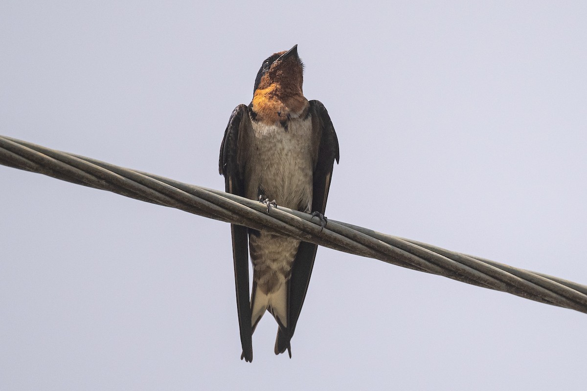 Angola Swallow - Nancy Larrabee