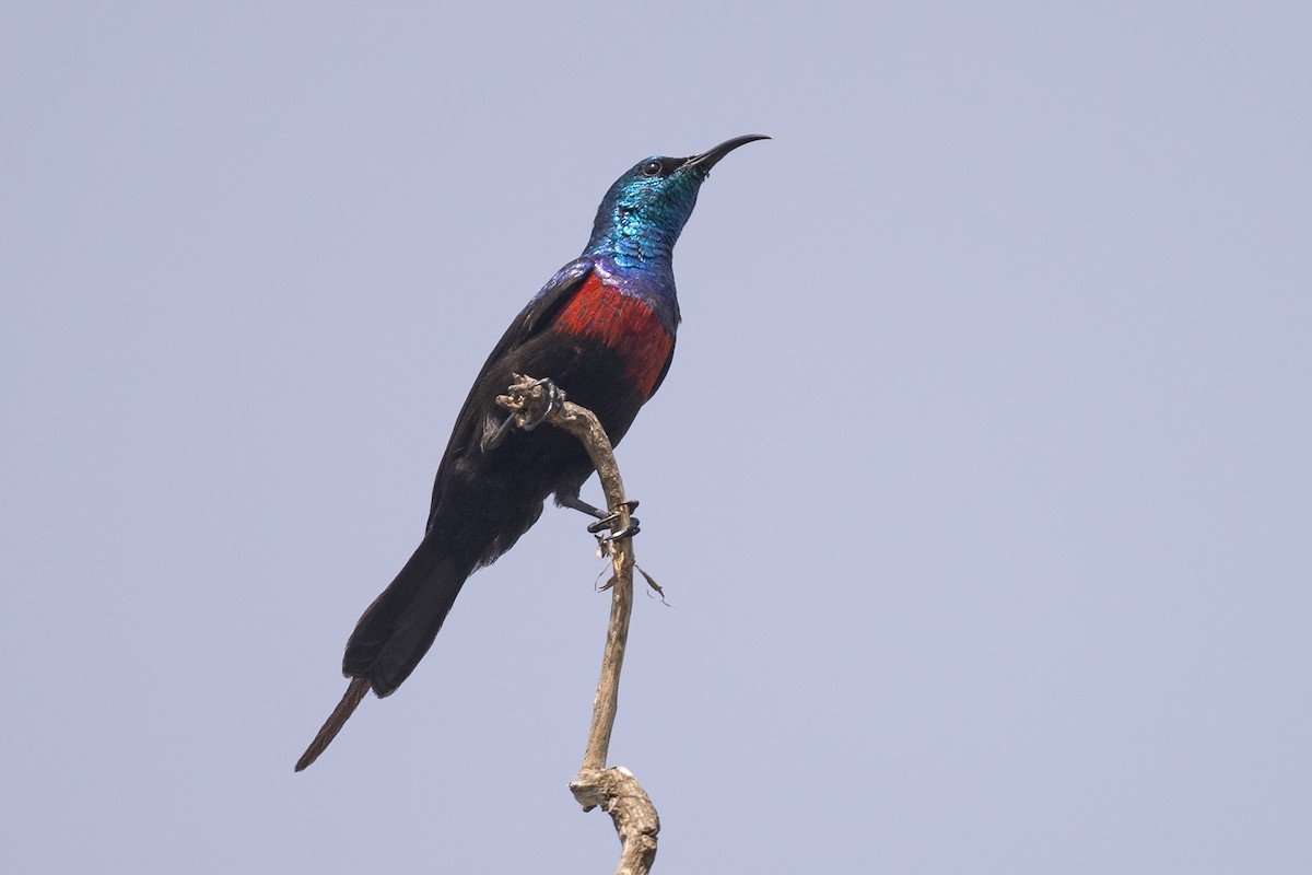 Red-chested Sunbird - ML616868808