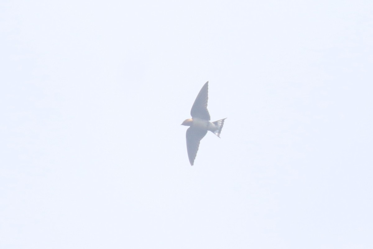 Angola Swallow - ML616868812