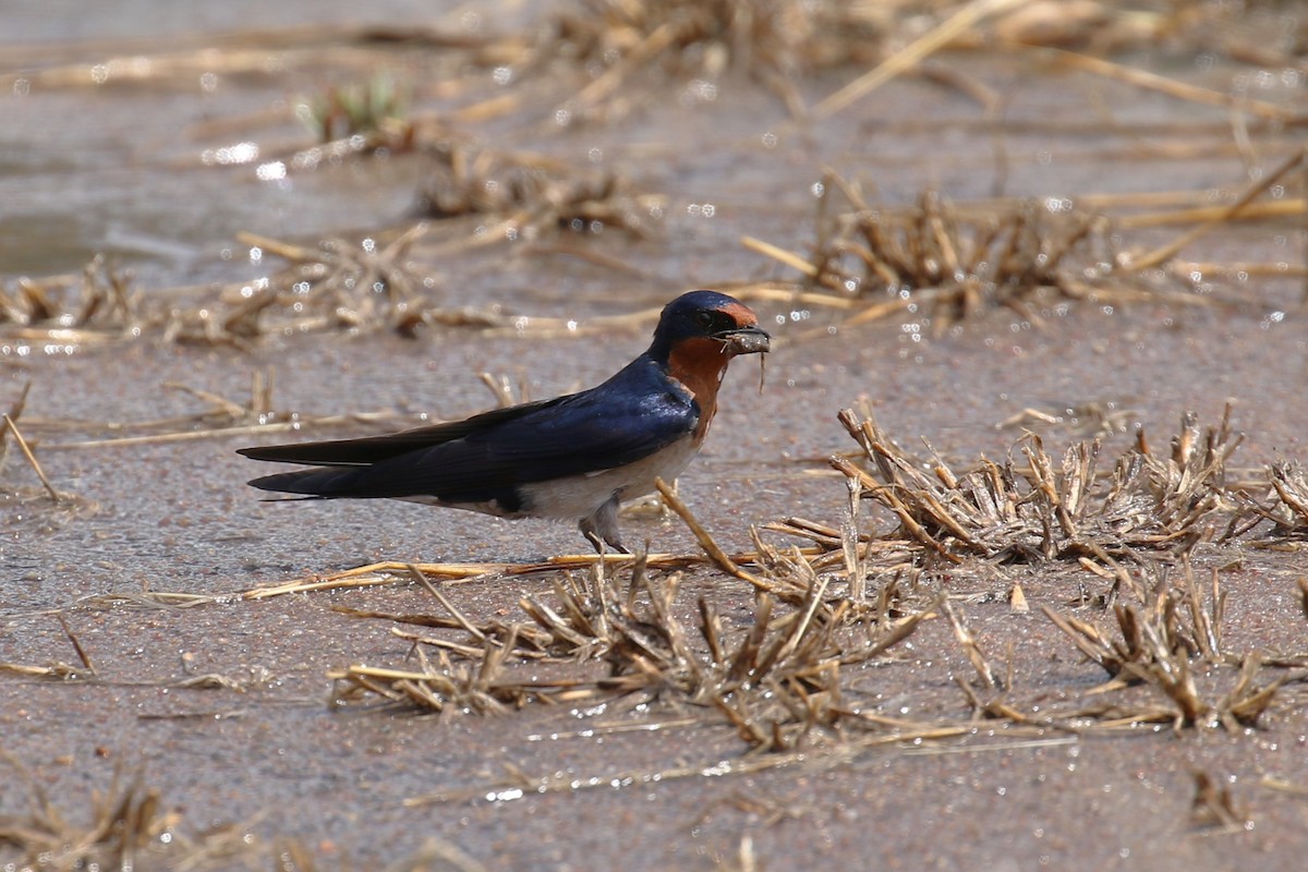 Angola Swallow - ML616868814