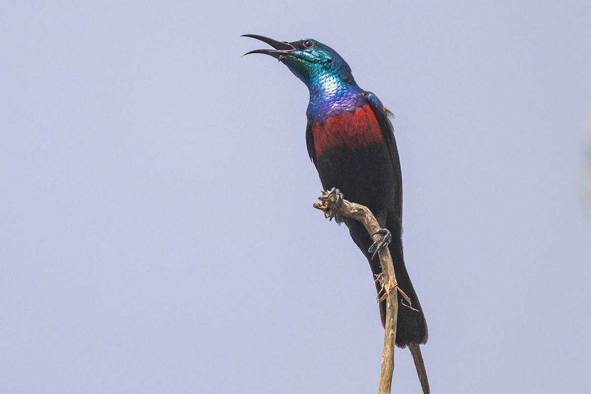 Red-chested Sunbird - ML616868816