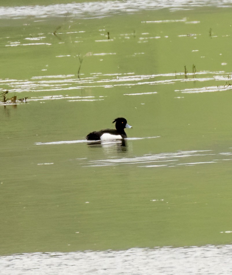 Tufted Duck - ML616868874
