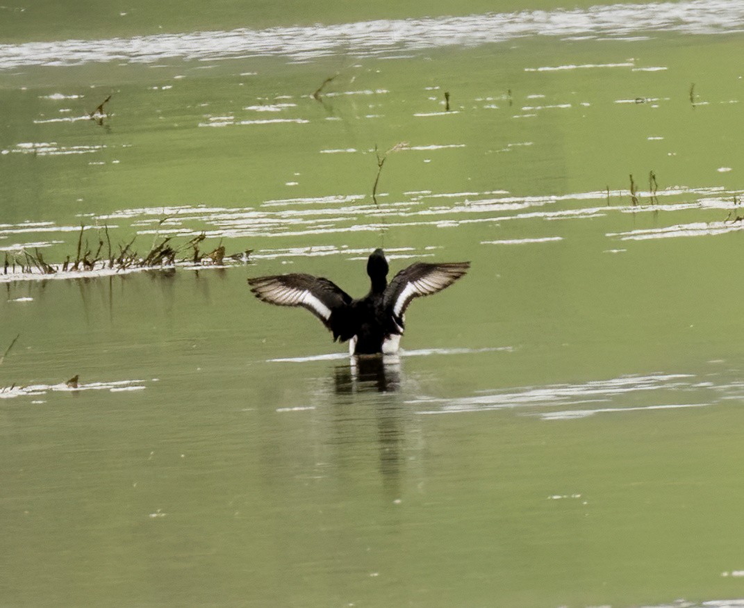 Tufted Duck - ML616868886