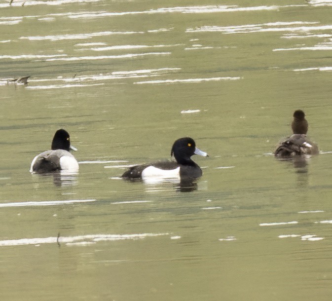 Tufted Duck - ML616868892