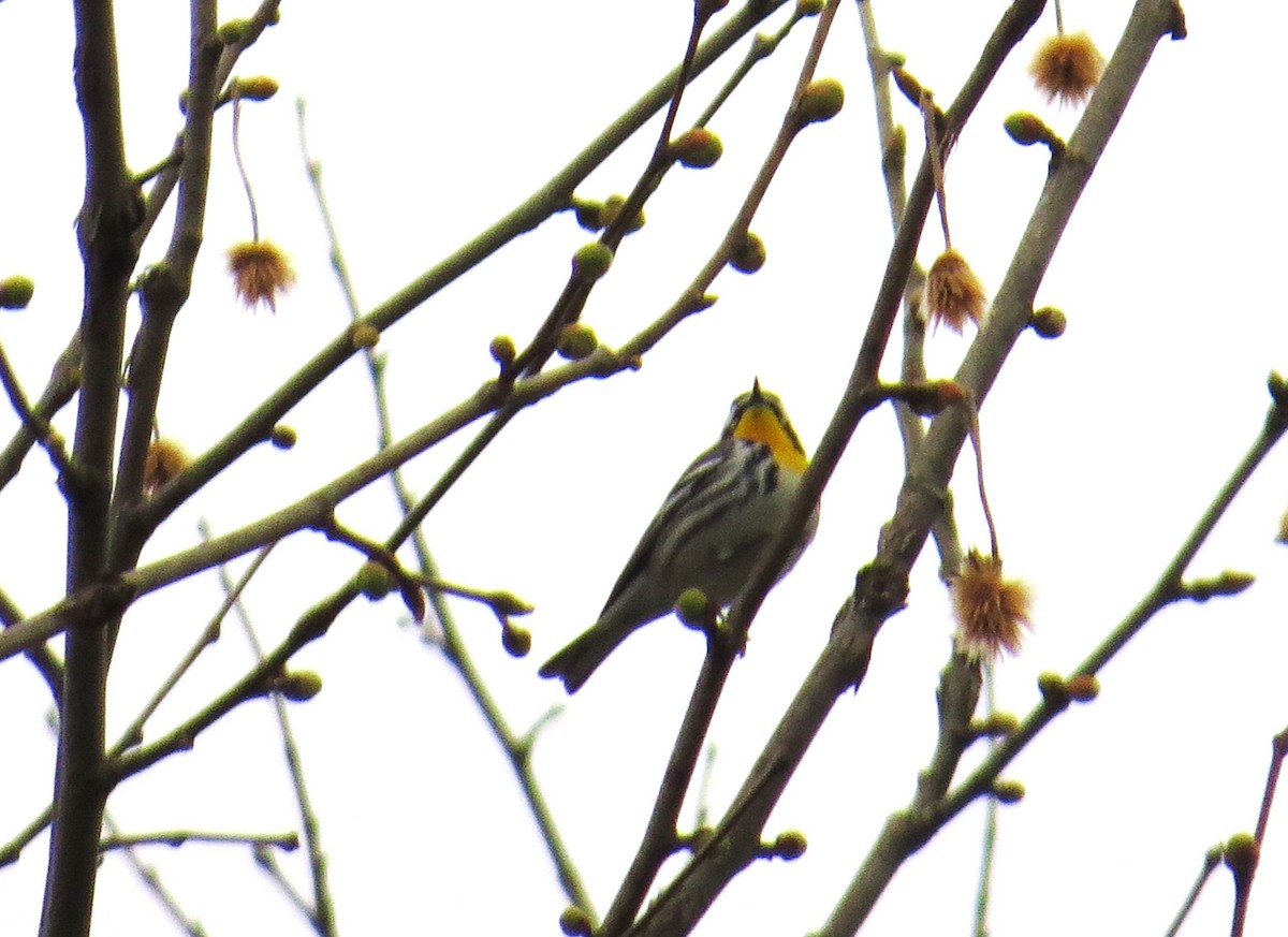 Yellow-throated Warbler - ML616869010