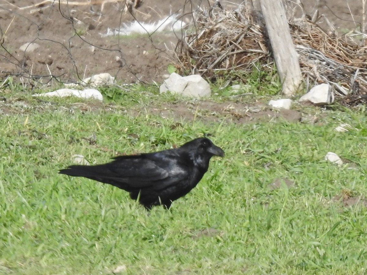 Common Raven - ML616869417