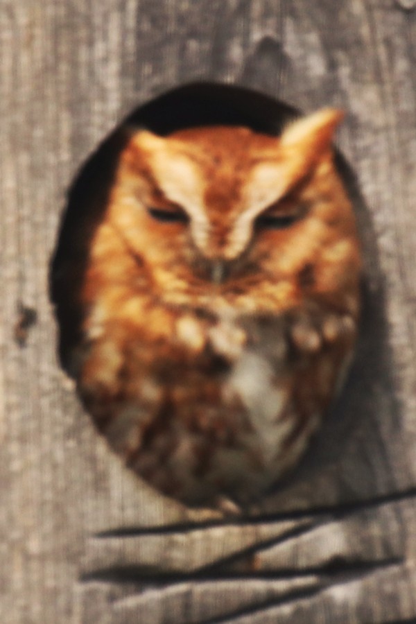 Eastern Screech-Owl - ML616869550