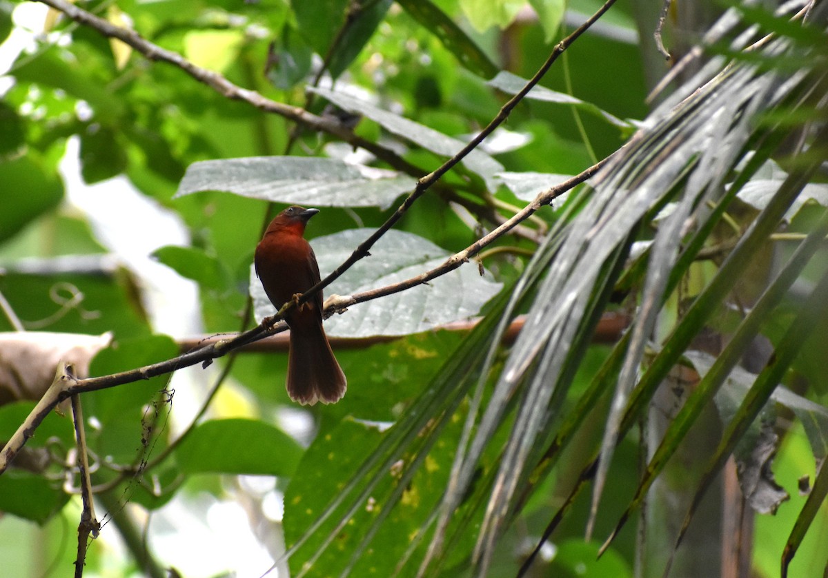 Red-throated Ant-Tanager - ML616869639
