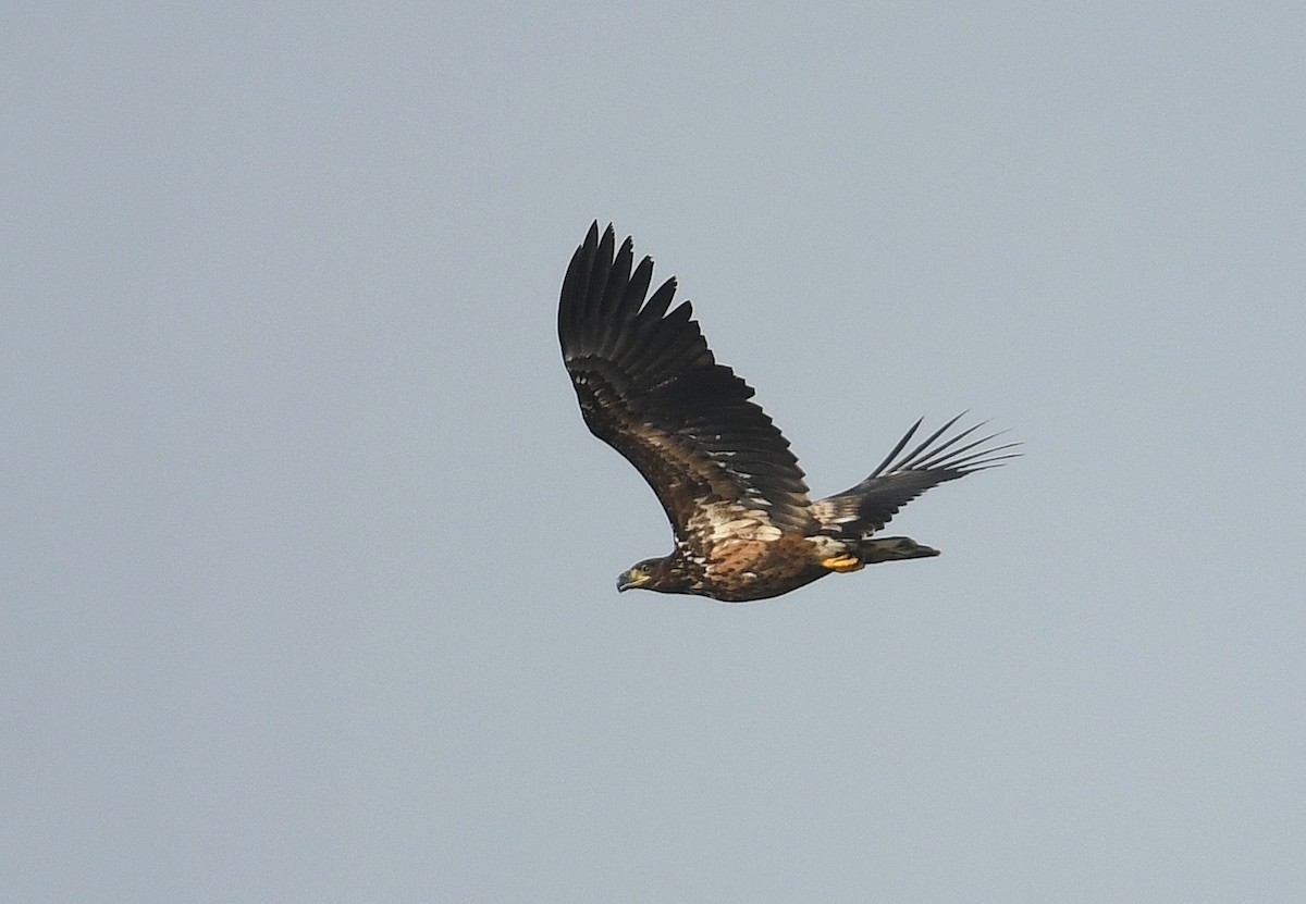 White-tailed Eagle - ML616869641