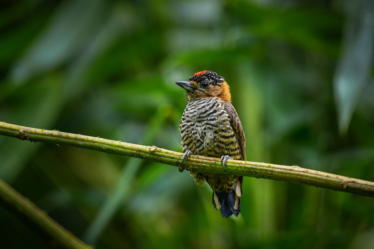 Ochre-collared Piculet - ML616869763