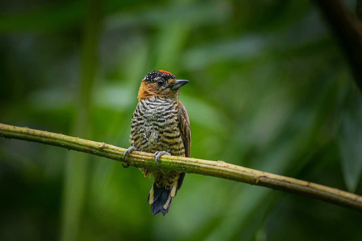 Ochre-collared Piculet - ML616869764