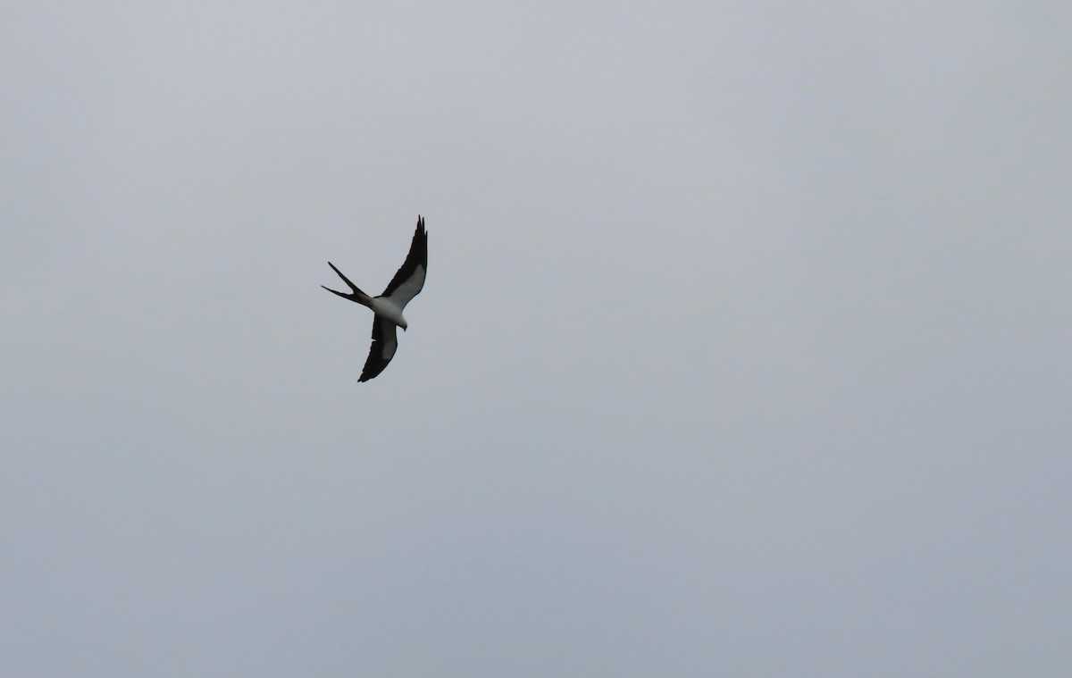 Swallow-tailed Kite - ML616869925