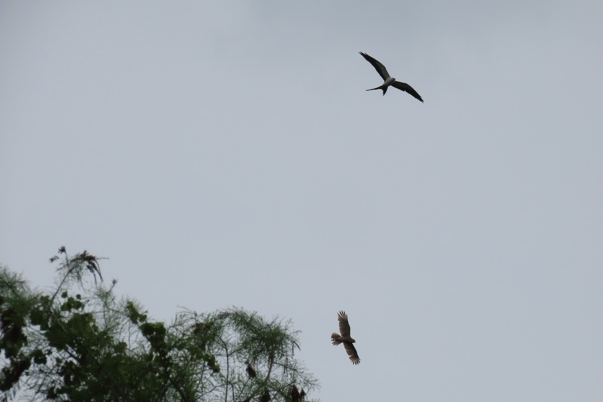 Swallow-tailed Kite - ML616869933