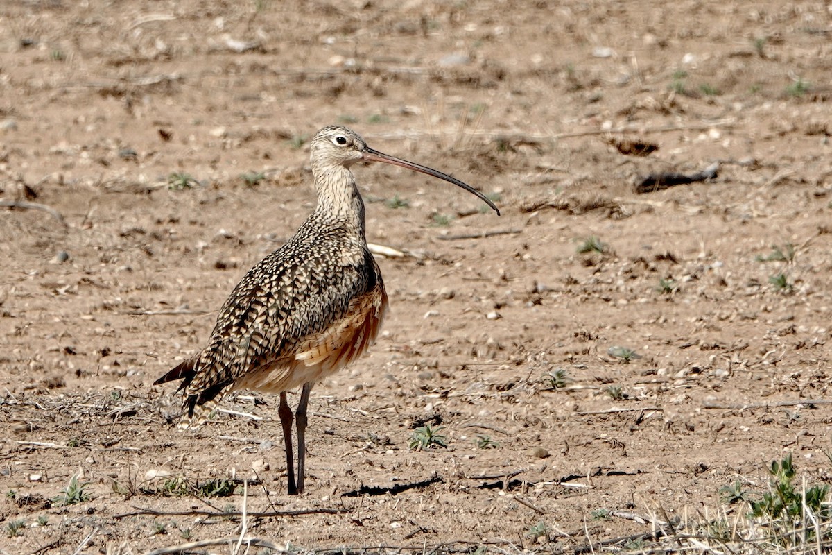 Long-billed Curlew - Sara Griffith