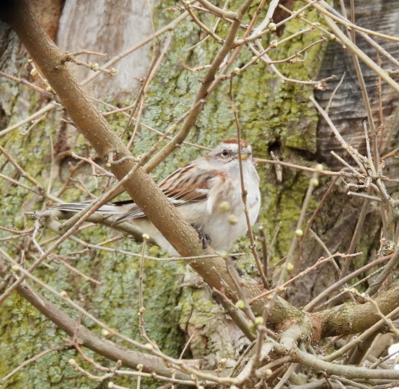 American Tree Sparrow - ML616870041
