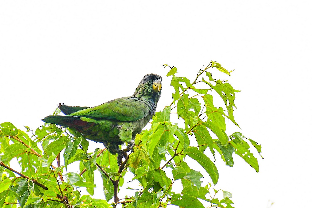 Scaly-headed Parrot - Mauricio  Silvera