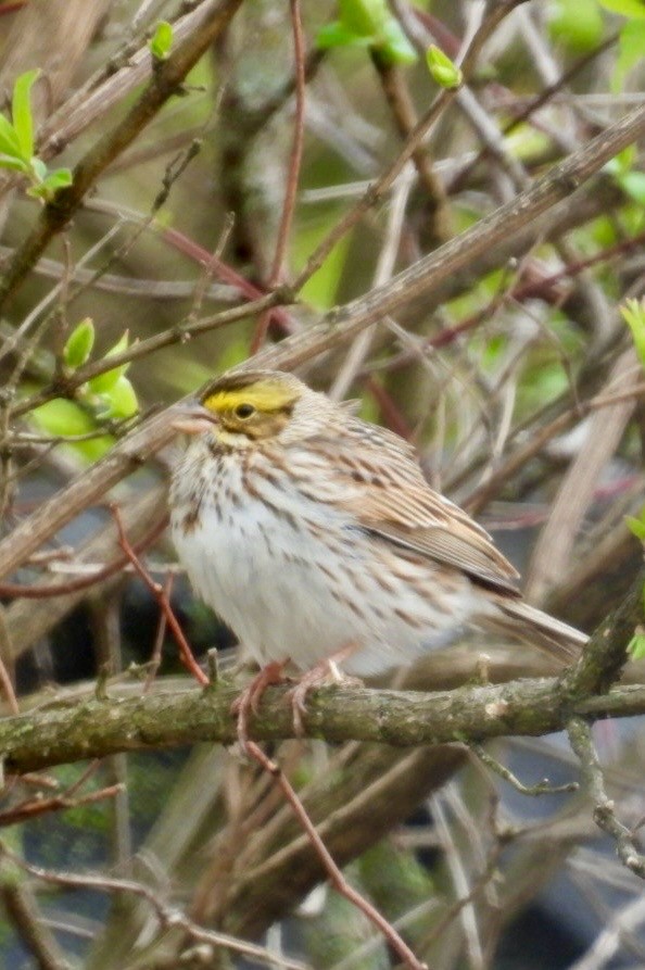 Savannah Sparrow - ML616870115