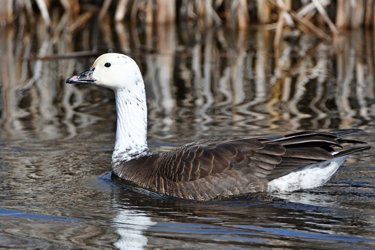 Snow x Canada Goose (hybrid) - ML616870184