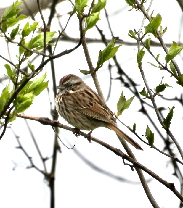 Song Sparrow - Lois Rockhill