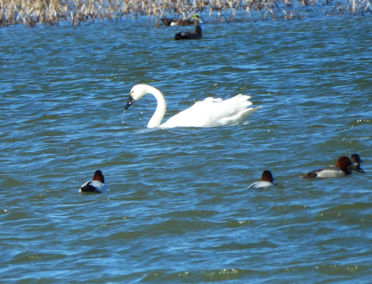 eBird Checklist 2 Apr 2024 Broadview Pond and (town) 19 species