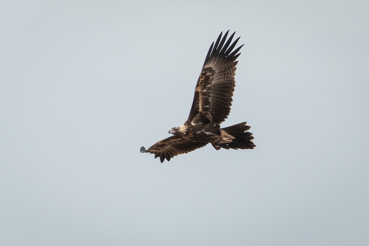Wedge-tailed Eagle - Ian Melbourne