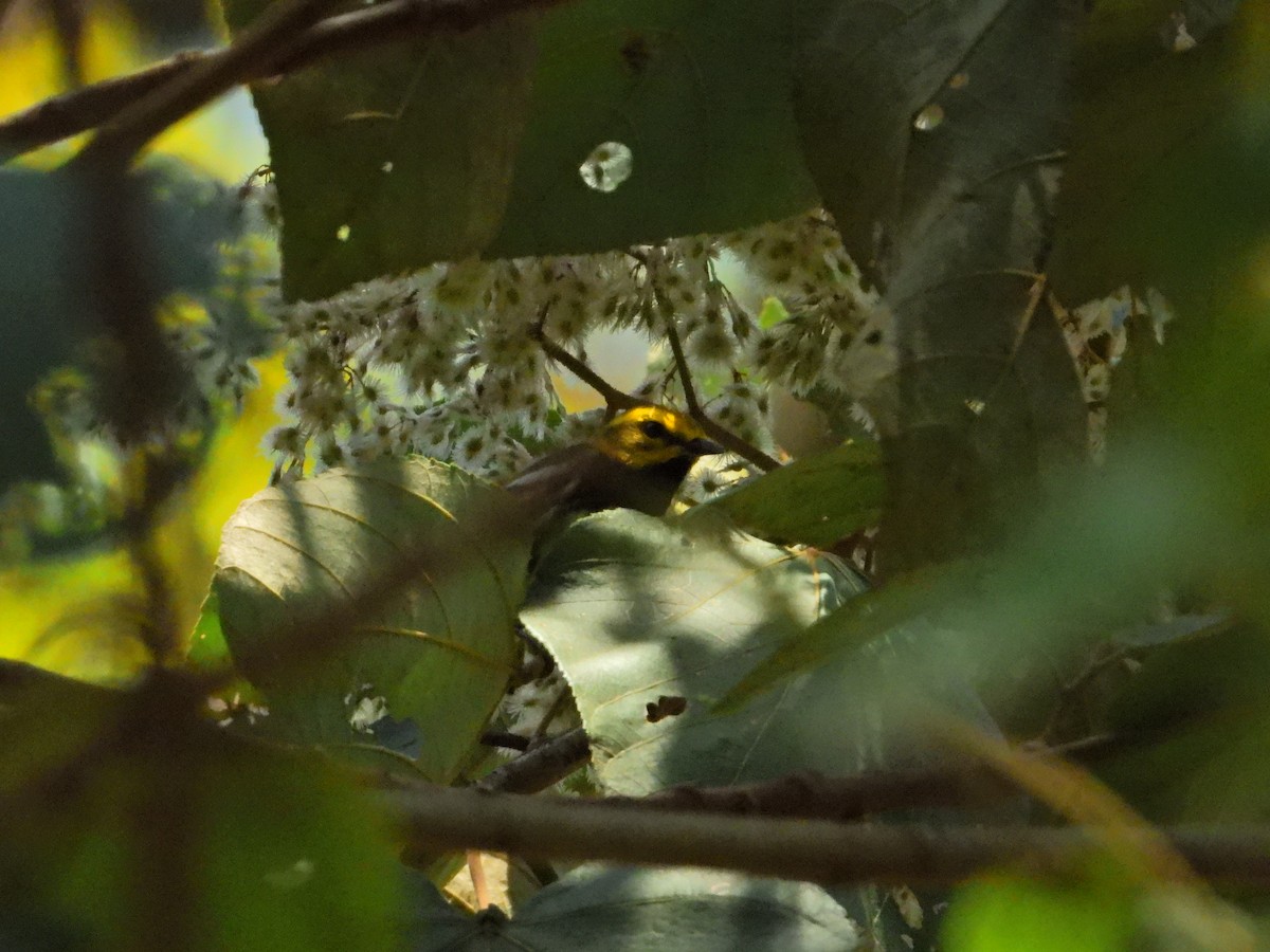 Black-throated Green Warbler - ML616870450