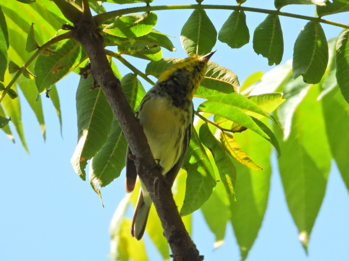 Black-throated Green Warbler - ML616870453