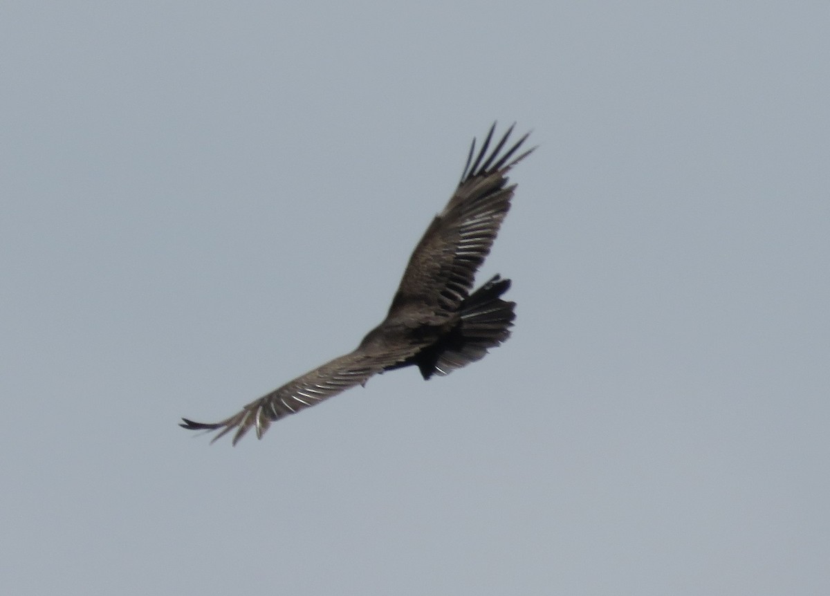 Turkey Vulture - ML616870496