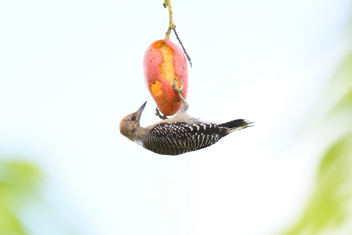 Yucatan Woodpecker - ML616870515
