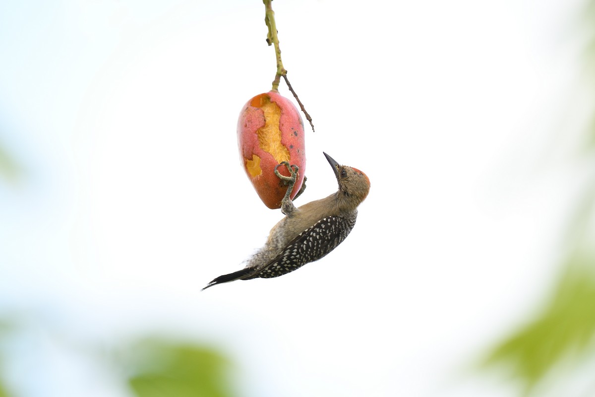 Yucatan Woodpecker - terence zahner