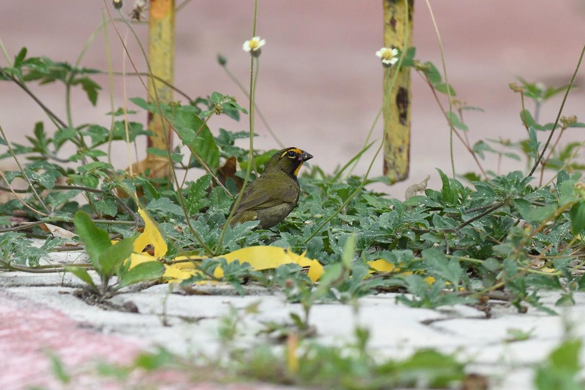 Yellow-faced Grassquit - terence zahner