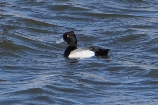 Greater Scaup - ML616870553
