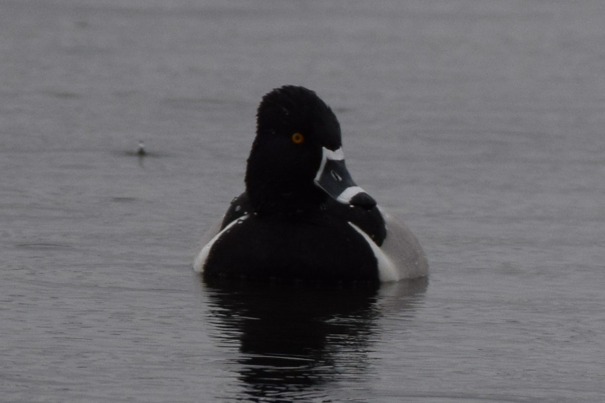Ring-necked Duck - ML616870598