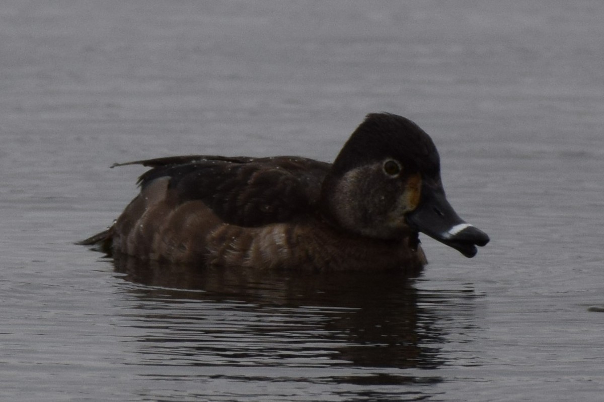 Ring-necked Duck - ML616870599