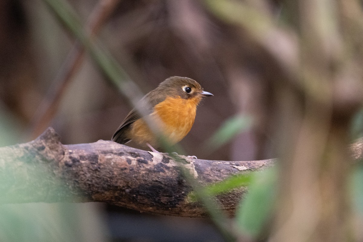 Rusty-breasted Antpitta (Rusty-breasted) - ML616870623
