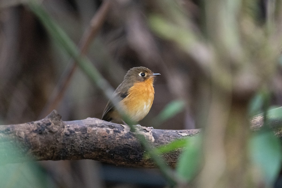 Rusty-breasted Antpitta (Rusty-breasted) - ML616870625