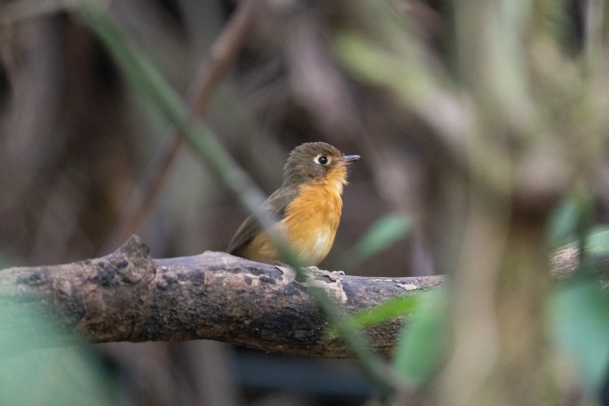 Rusty-breasted Antpitta (Rusty-breasted) - ML616870626