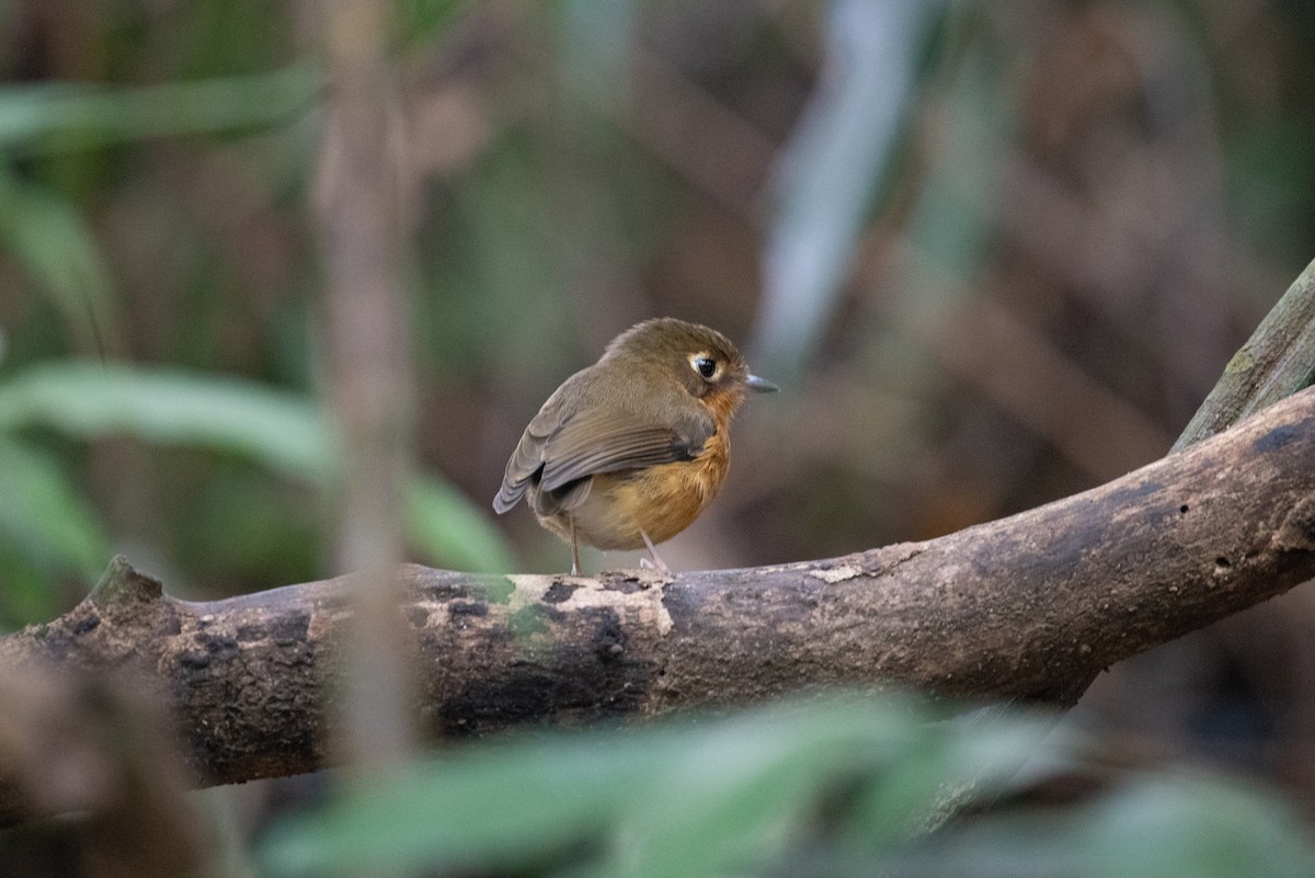 Rusty-breasted Antpitta (Rusty-breasted) - ML616870630