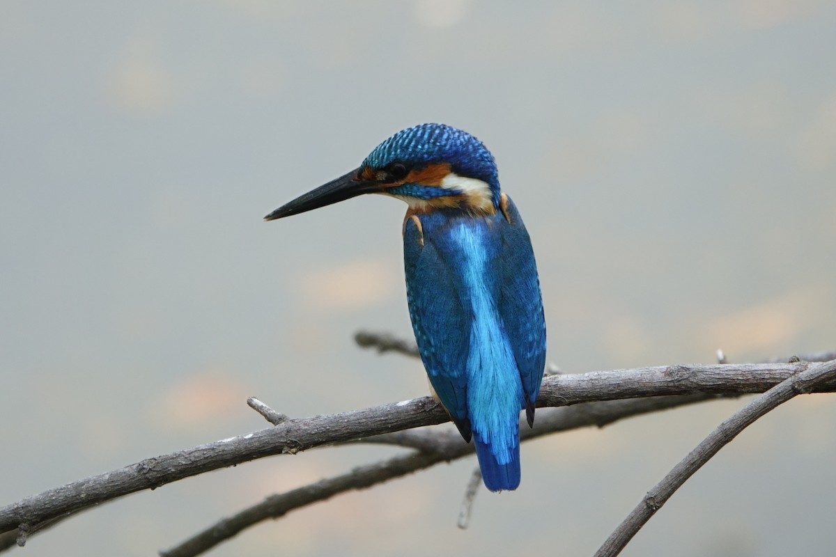 Common Kingfisher - Paul Holmes