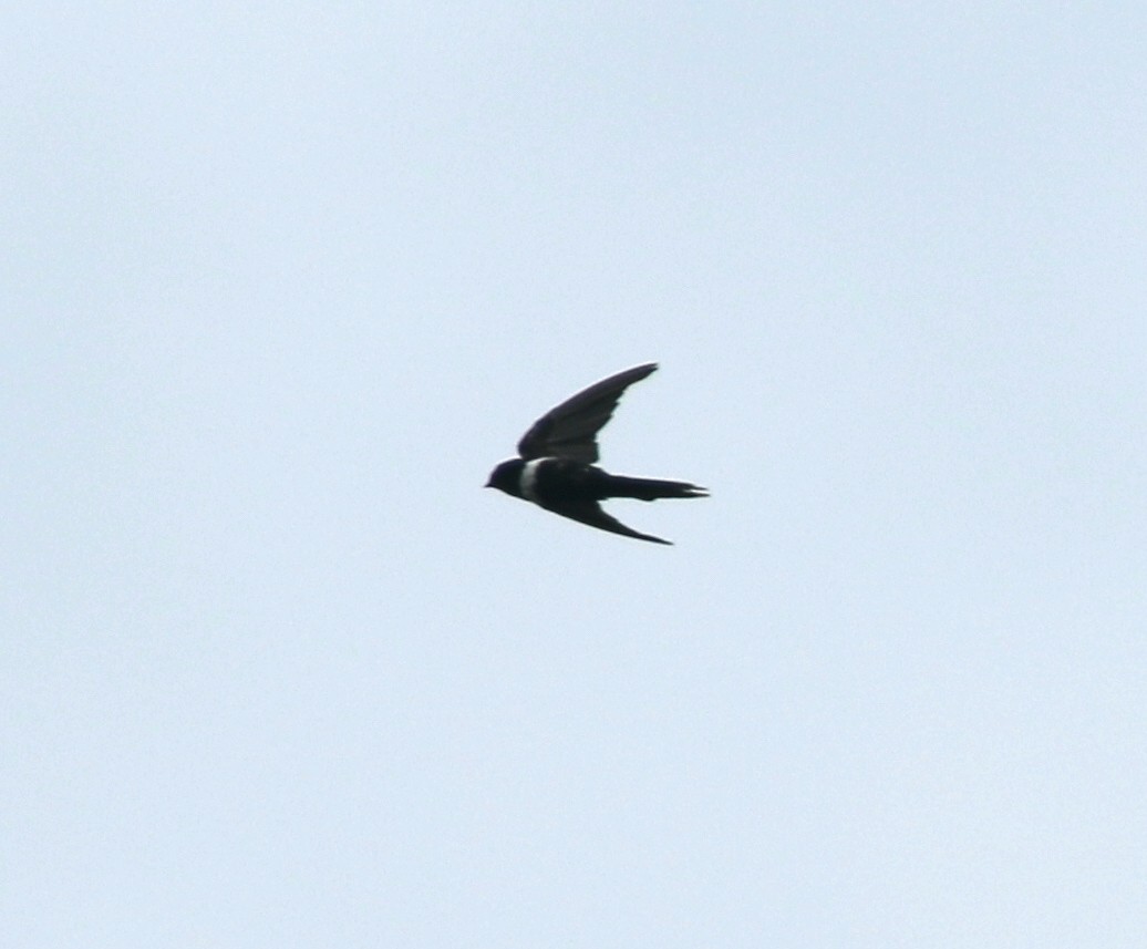 White-banded Swallow - ML616870834