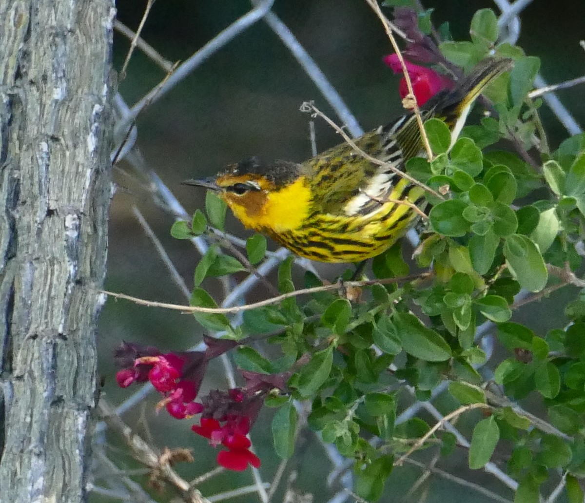 Cape May Warbler - ML616870897