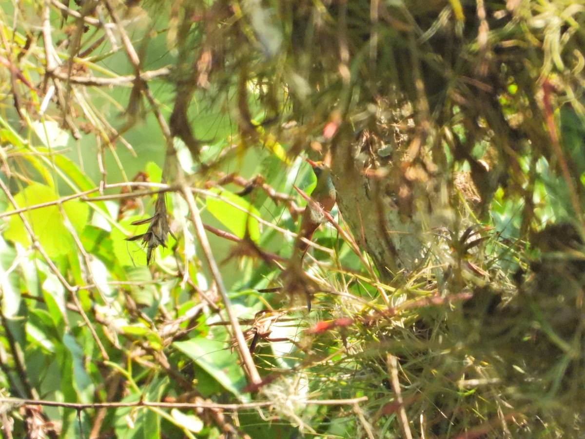 Buff-bellied Hummingbird - ML616870908