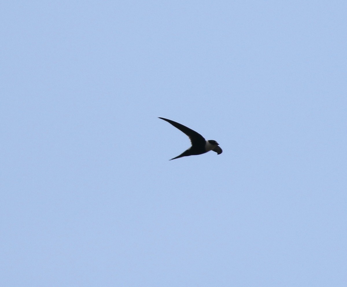 Lesser Swallow-tailed Swift - ML616871043